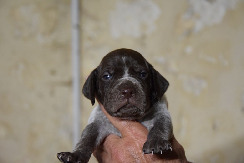 du Bois Feuraz - Chiots disponibles - Braque français, type Pyrenees (petite taille)