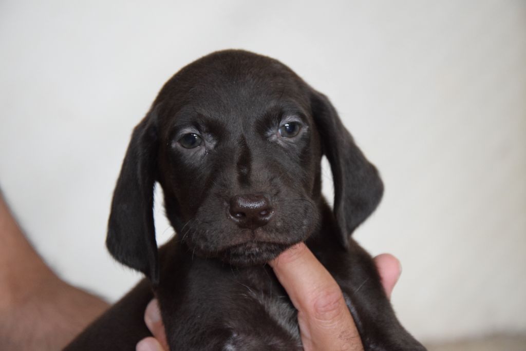 du Bois Feuraz - Chiots disponibles - Braque allemand à poil court