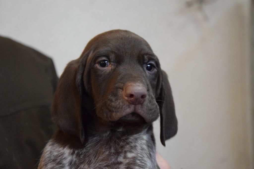 du Bois Feuraz - Chiots disponibles - Braque allemand à poil court