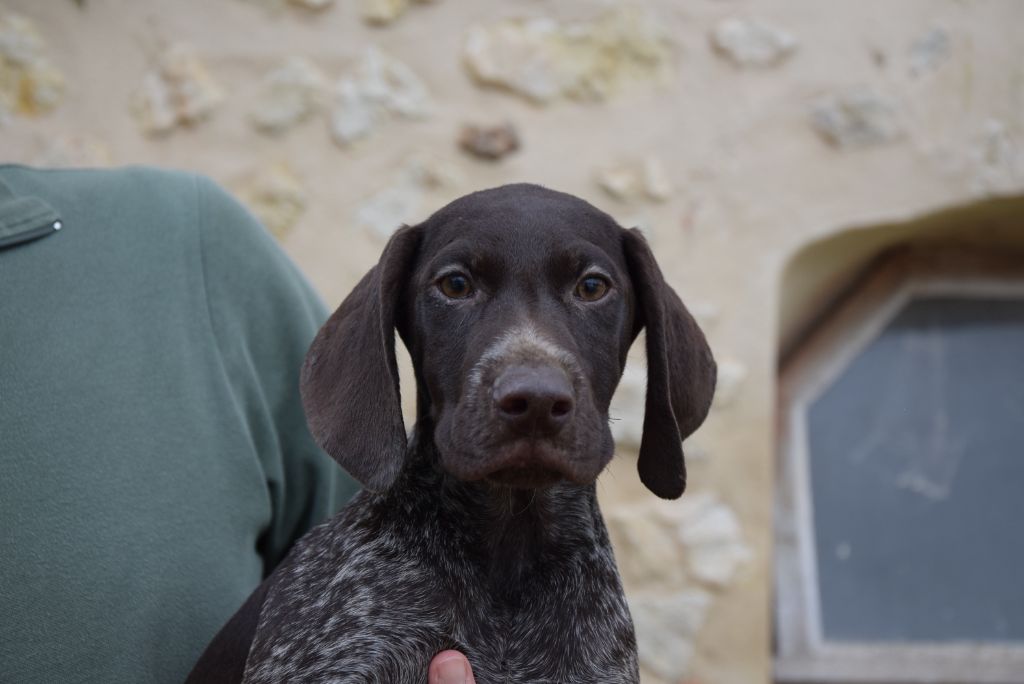 du Bois Feuraz - Chiots disponibles - Braque allemand à poil court