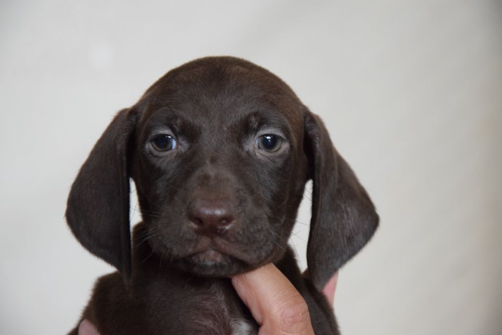 du Bois Feuraz - Chiots disponibles - Braque allemand à poil court
