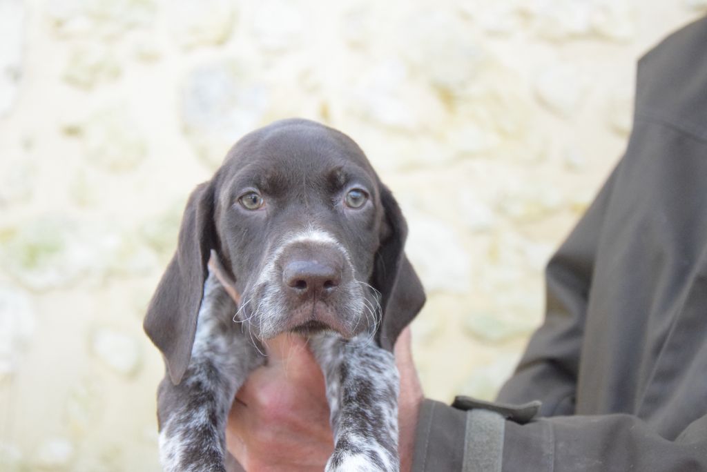 du Bois Feuraz - Chiots disponibles - Braque allemand à poil court