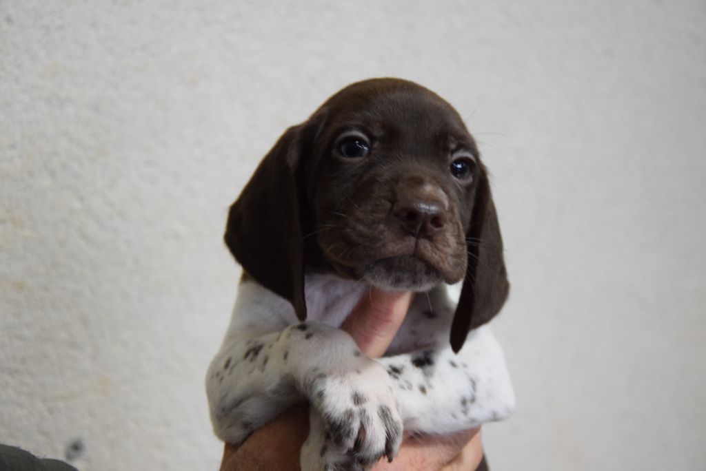 du Bois Feuraz - Chiots disponibles - Braque français, type Pyrenees (petite taille)