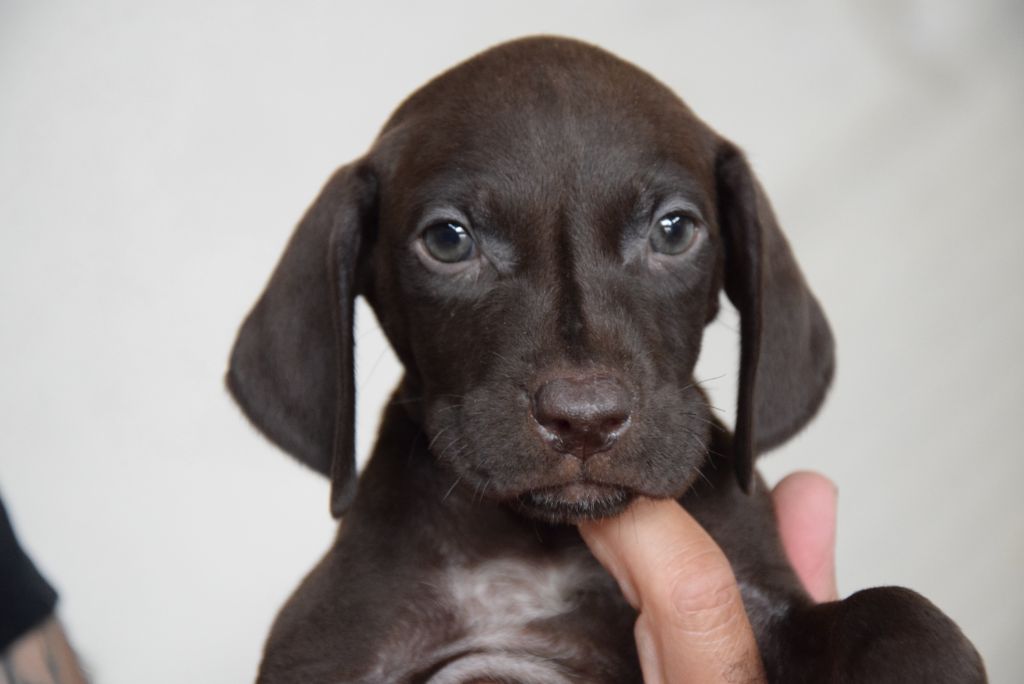 du Bois Feuraz - Chiots disponibles - Braque allemand à poil court