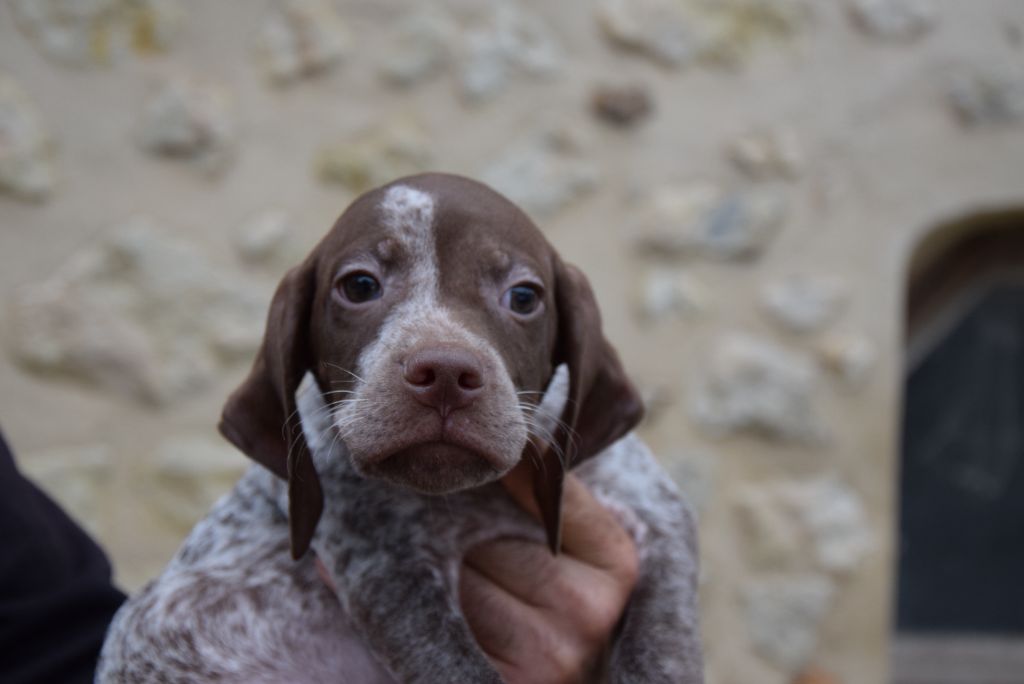 du Bois Feuraz - Chiots disponibles - Braque français, type Pyrenees (petite taille)