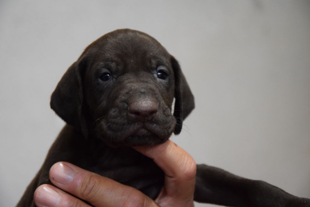 du Bois Feuraz - Chiots disponibles - Braque allemand à poil court