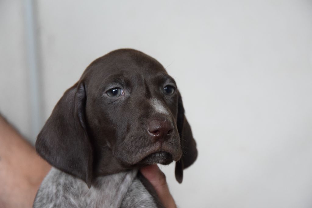 du Bois Feuraz - Chiots disponibles - Braque allemand à poil court