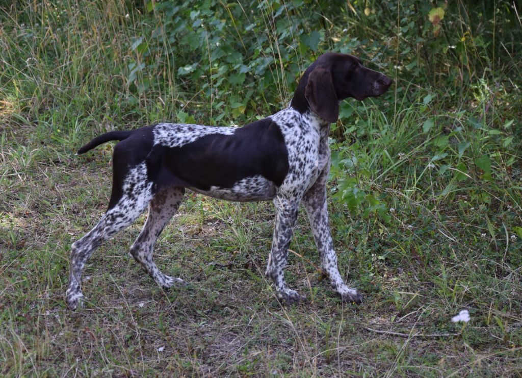 du Bois Feuraz - Chiots disponibles - Braque allemand à poil court