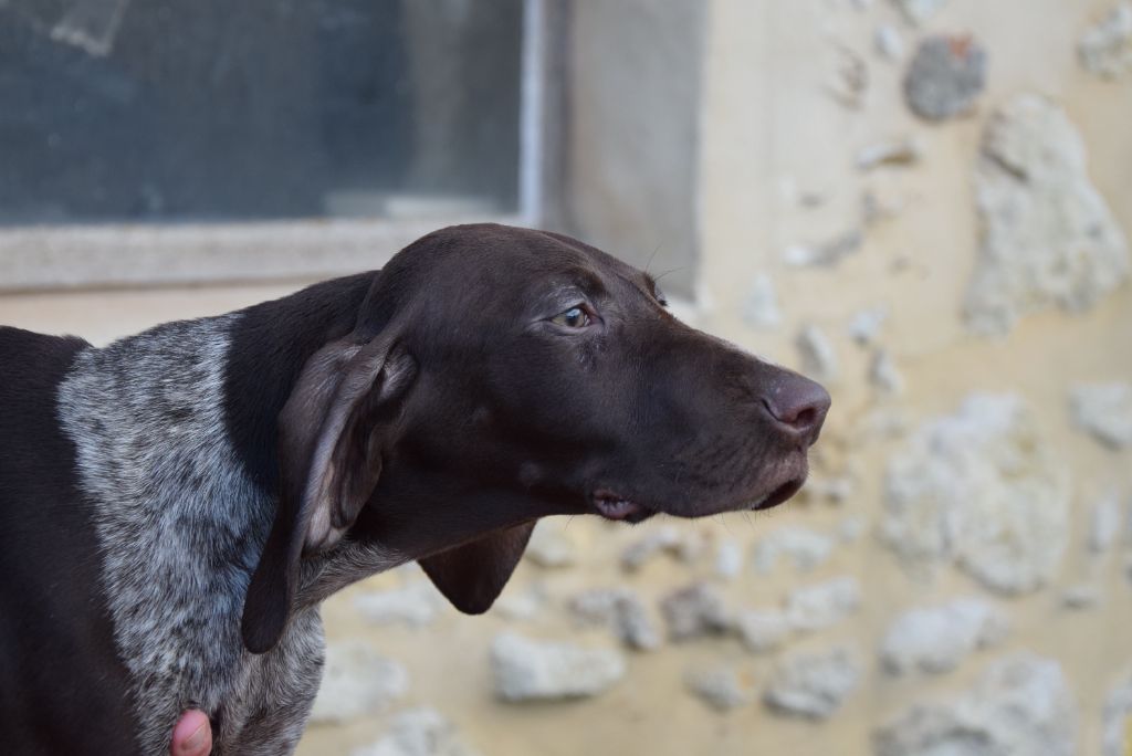 du Bois Feuraz - Chiots disponibles - Braque allemand à poil court