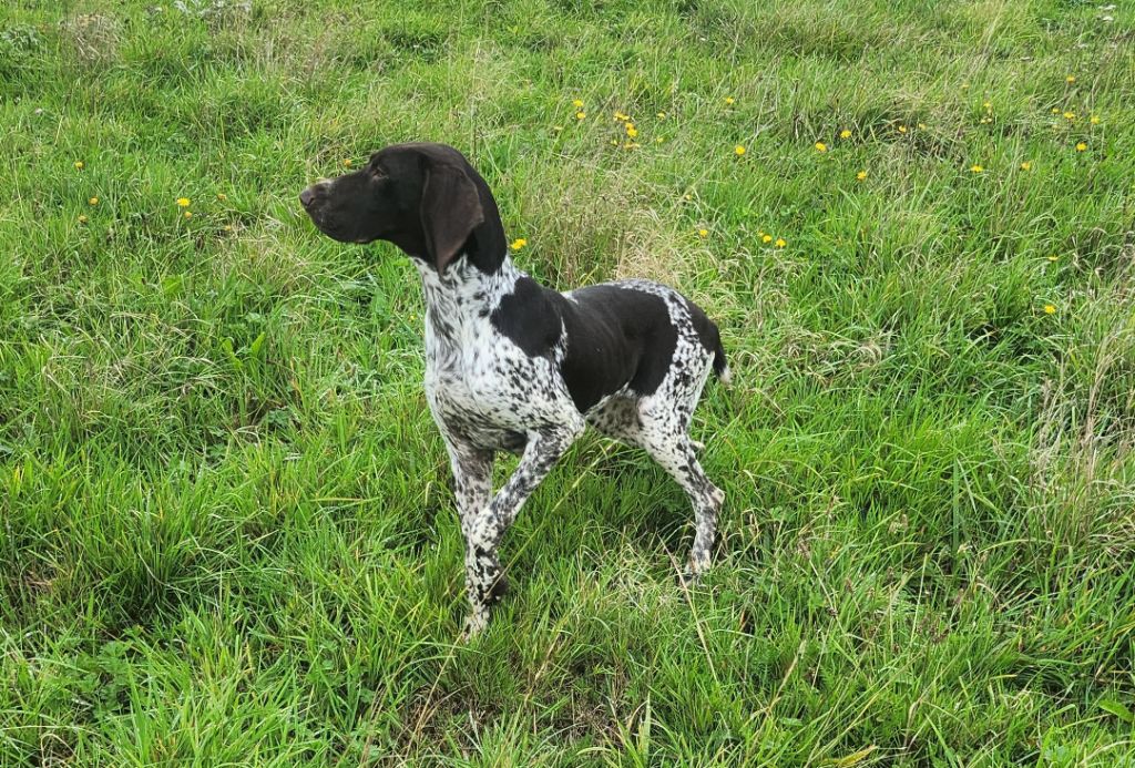 du Bois Feuraz - Chiots disponibles - Braque allemand à poil court