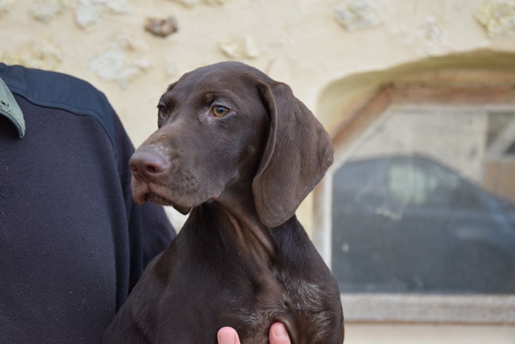 du Bois Feuraz - Chiots disponibles - Braque allemand à poil court