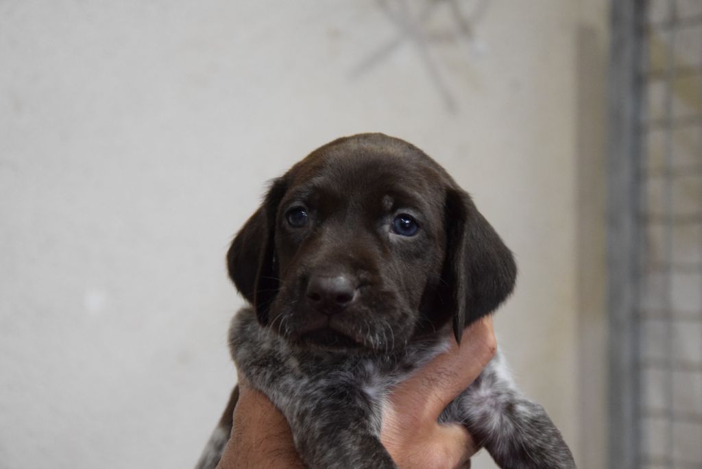 du Bois Feuraz - Chiots disponibles - Braque allemand à poil court