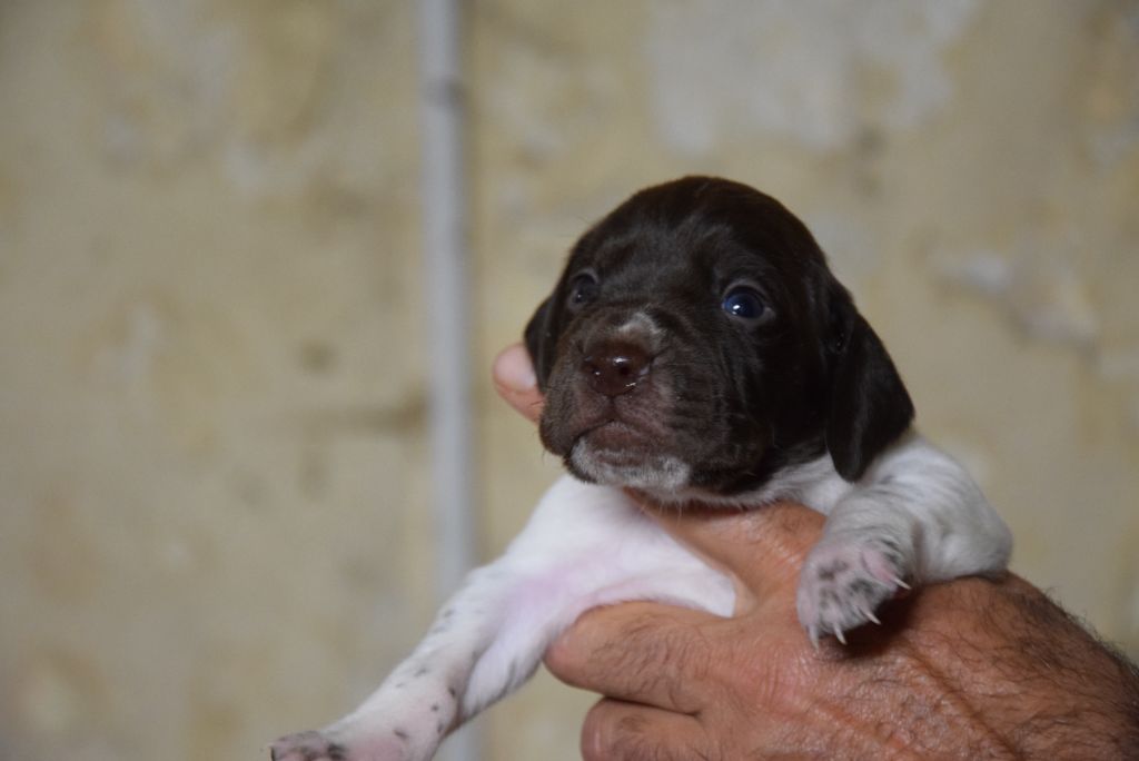 du Bois Feuraz - Chiots disponibles - Braque français, type Pyrenees (petite taille)