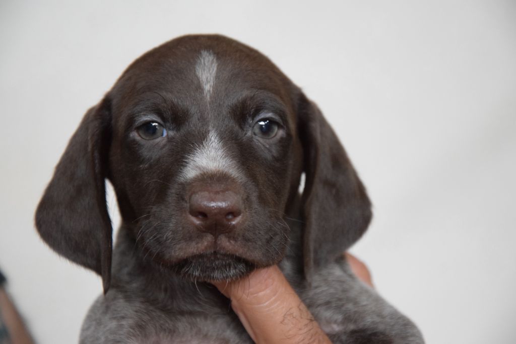 du Bois Feuraz - Chiots disponibles - Braque allemand à poil court