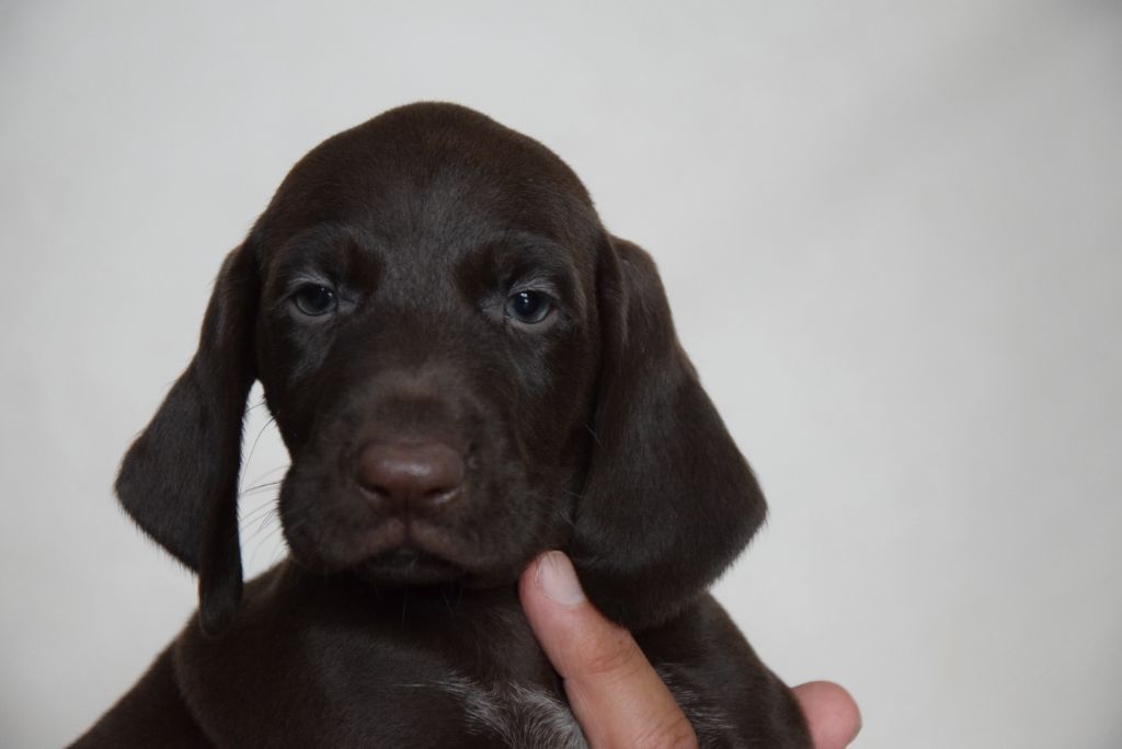 du Bois Feuraz - Chiots disponibles - Braque allemand à poil court
