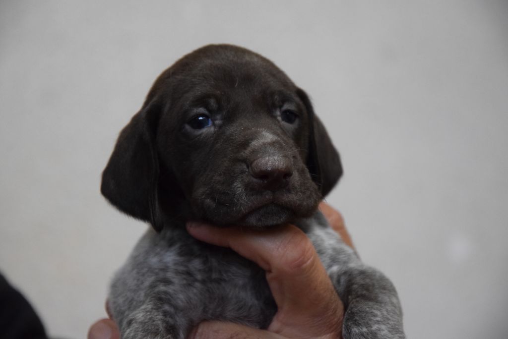 du Bois Feuraz - Chiots disponibles - Braque allemand à poil court