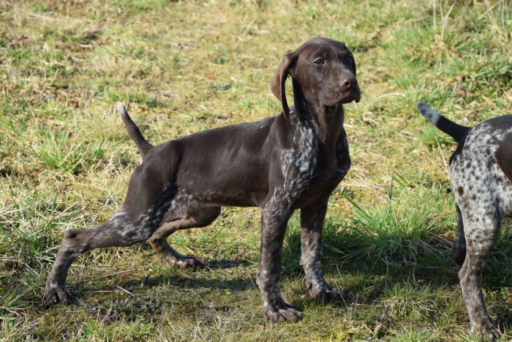 du Bois Feuraz - Chiots disponibles - Braque allemand à poil court