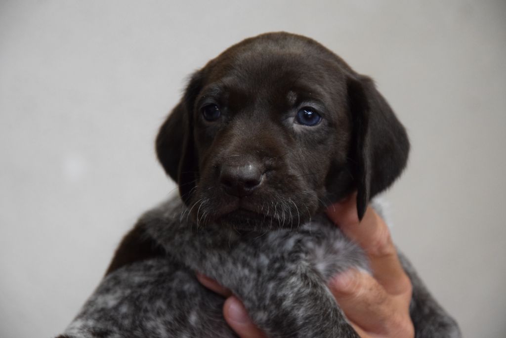 du Bois Feuraz - Chiots disponibles - Braque allemand à poil court