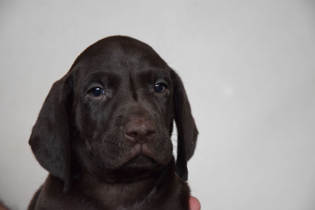 du Bois Feuraz - Chiots disponibles - Braque allemand à poil court