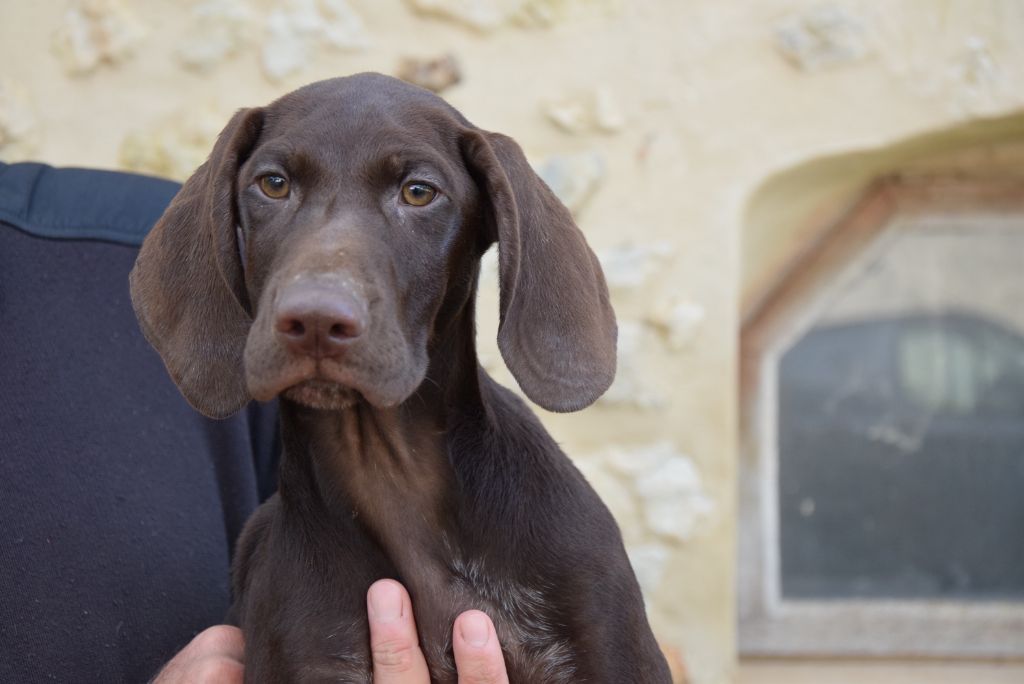 du Bois Feuraz - Chiots disponibles - Braque allemand à poil court