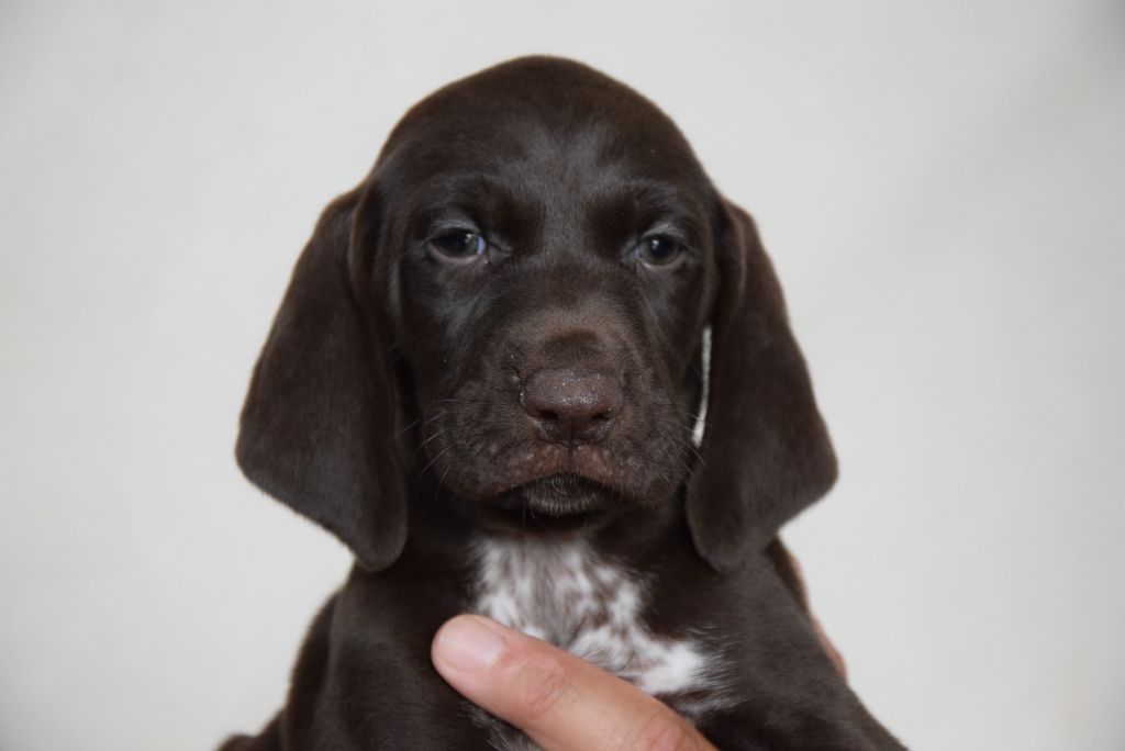 du Bois Feuraz - Chiots disponibles - Braque allemand à poil court