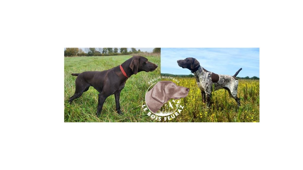 du Bois Feuraz - Braque allemand à poil court - Portée née le 19/11/2025