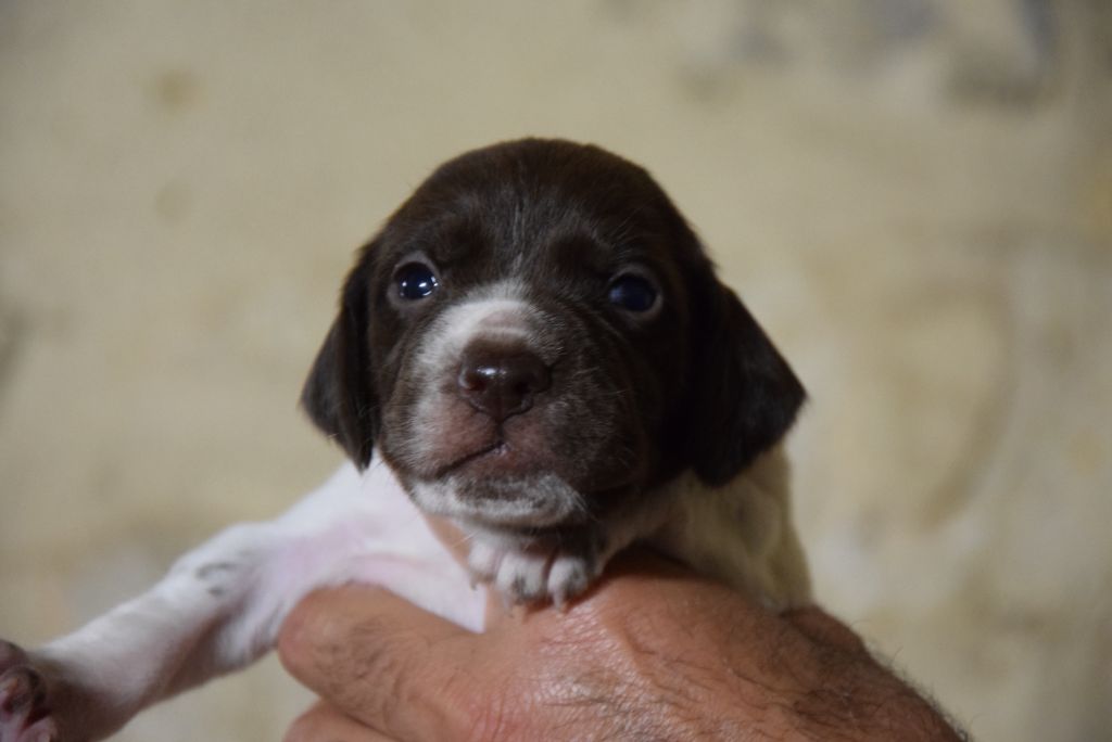 du Bois Feuraz - Chiots disponibles - Braque français, type Pyrenees (petite taille)