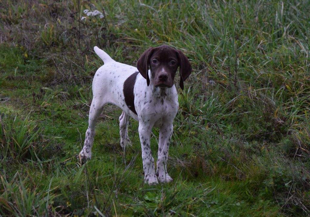 du Bois Feuraz - Chiots disponibles - Braque français, type Pyrenees (petite taille)