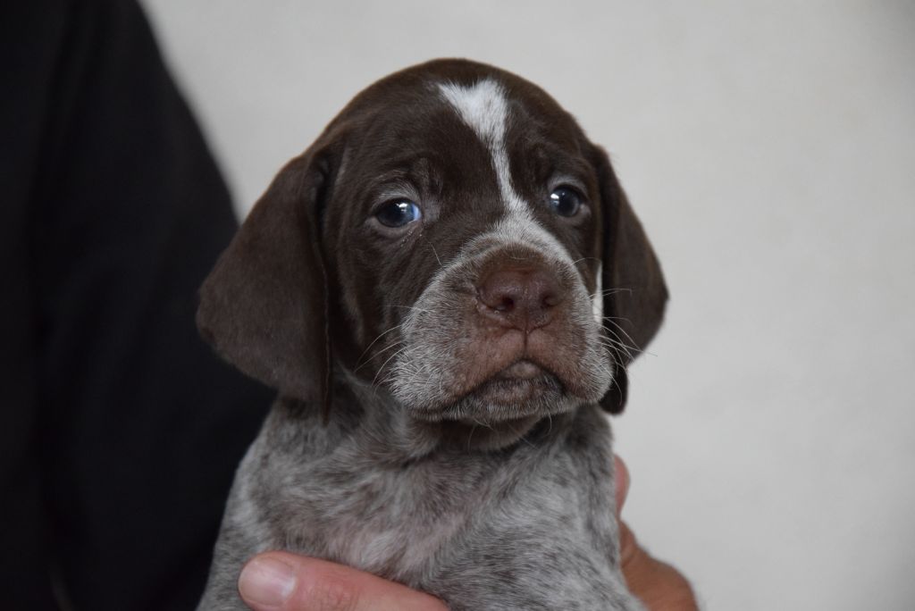 du Bois Feuraz - Braque français, type Pyrenees (petite taille) - Portée née le 20/04/2025