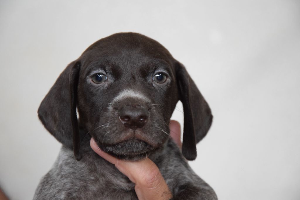 du Bois Feuraz - Chiots disponibles - Braque allemand à poil court
