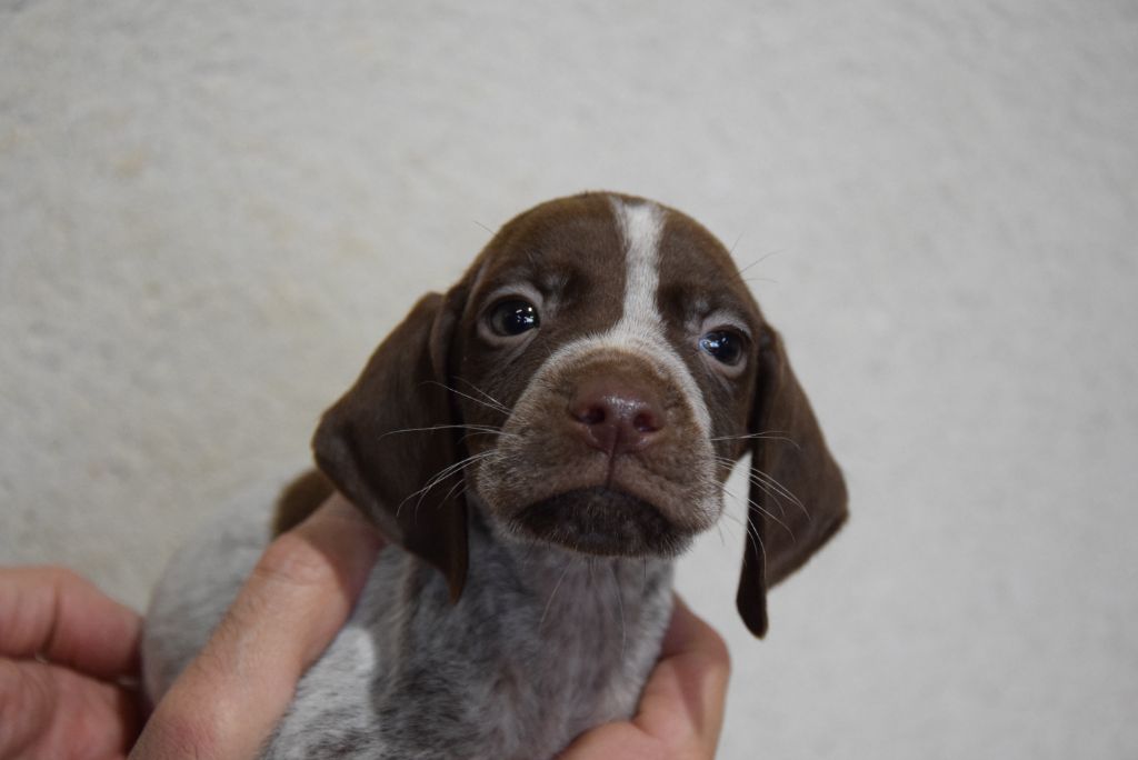 du Bois Feuraz - Chiots disponibles - Braque français, type Pyrenees (petite taille)