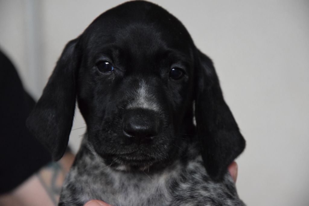 du Bois Feuraz - Chiots disponibles - Braque allemand à poil court