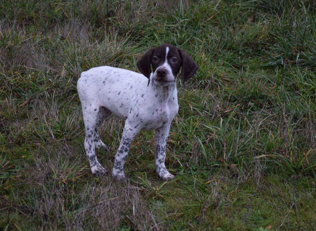 du Bois Feuraz - Chiots disponibles - Braque français, type Pyrenees (petite taille)