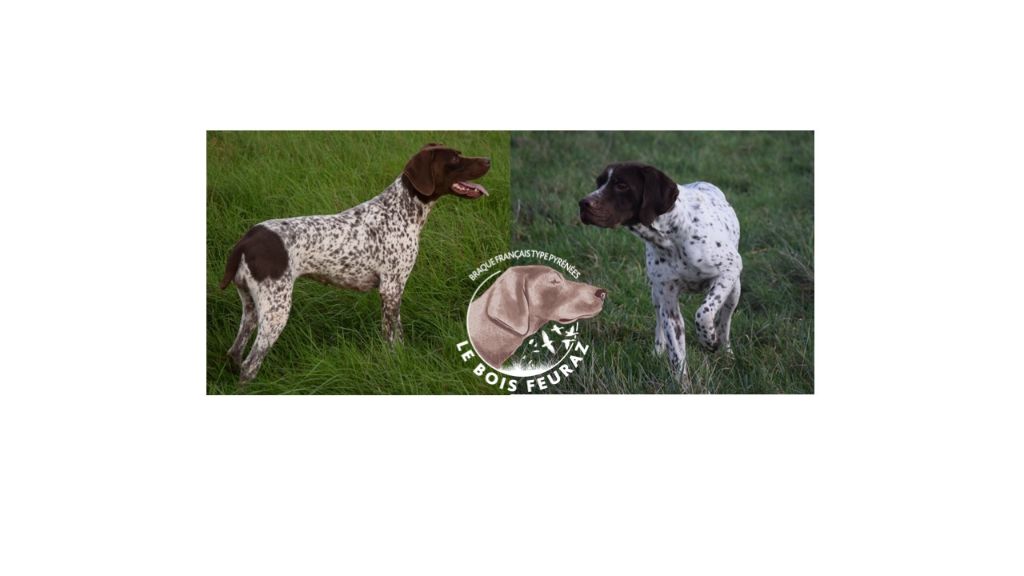 du Bois Feuraz - Braque français, type Pyrenees (petite taille) - Portée née le 19/12/2025