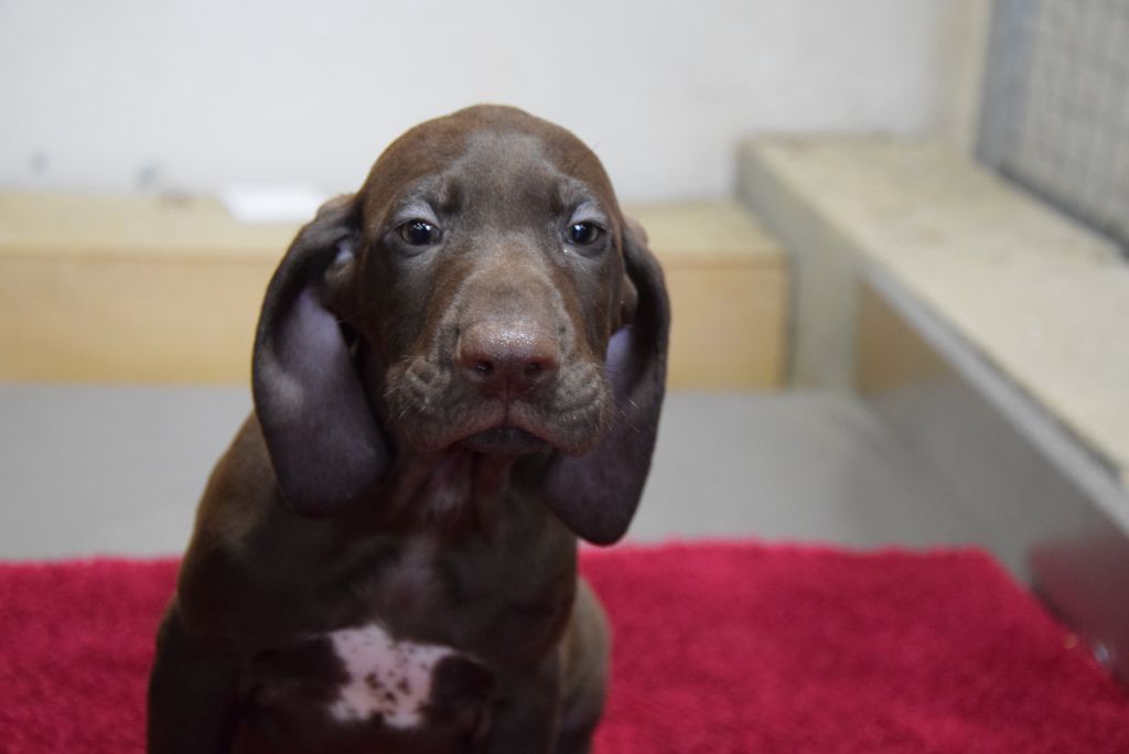 du Bois Feuraz - Chiots disponibles - Braque allemand à poil court