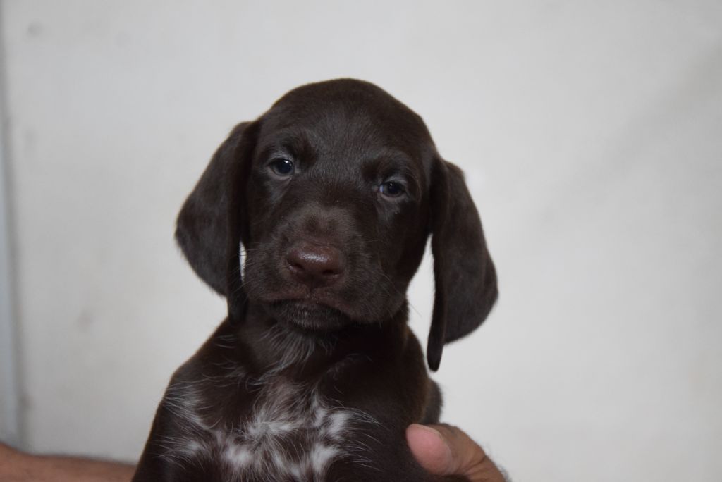 du Bois Feuraz - Chiots disponibles - Braque allemand à poil court