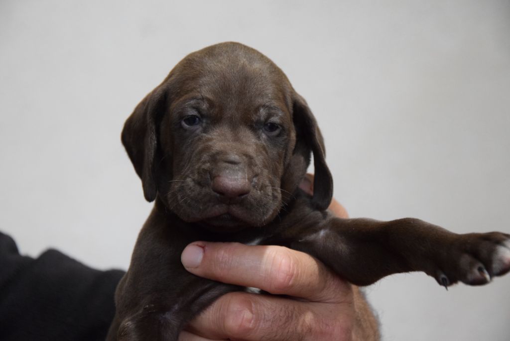 du Bois Feuraz - Chiots disponibles - Braque allemand à poil court
