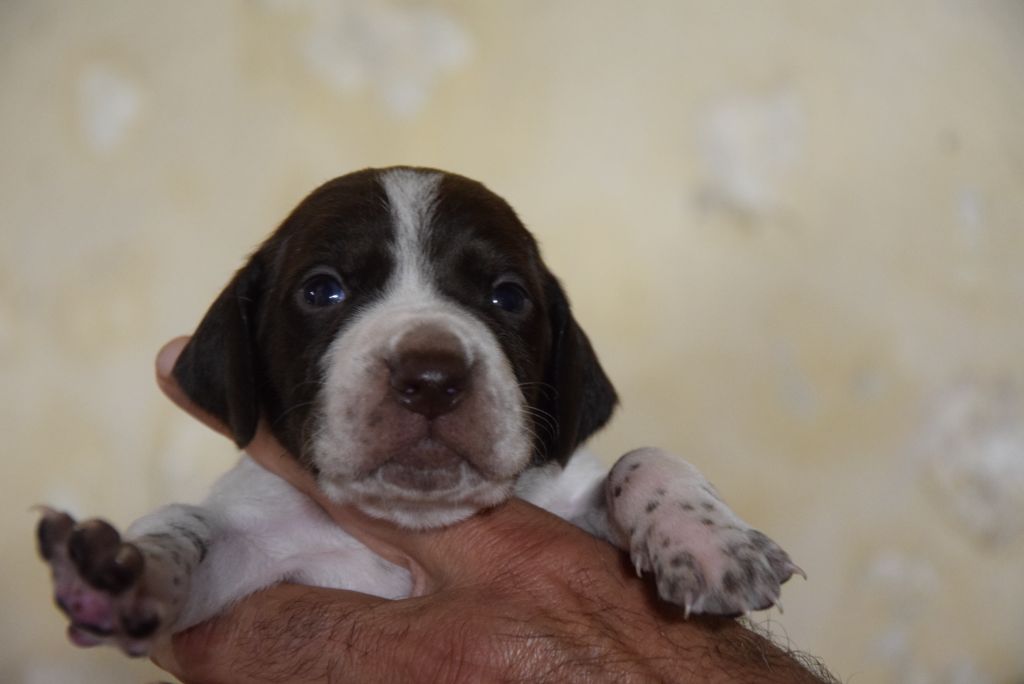 du Bois Feuraz - Chiots disponibles - Braque français, type Pyrenees (petite taille)