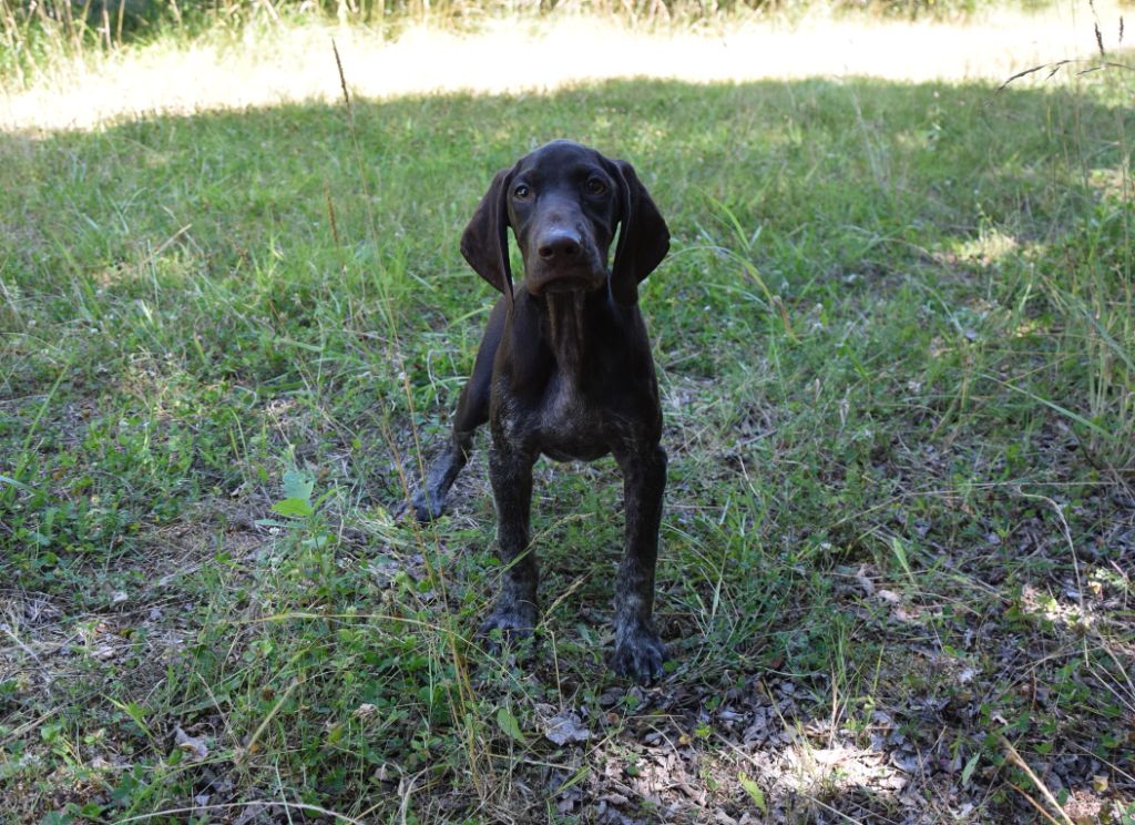 du Bois Feuraz - Chiots disponibles - Braque allemand à poil court
