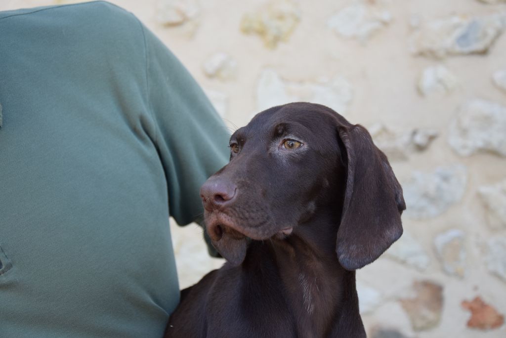 du Bois Feuraz - Chiots disponibles - Braque allemand à poil court
