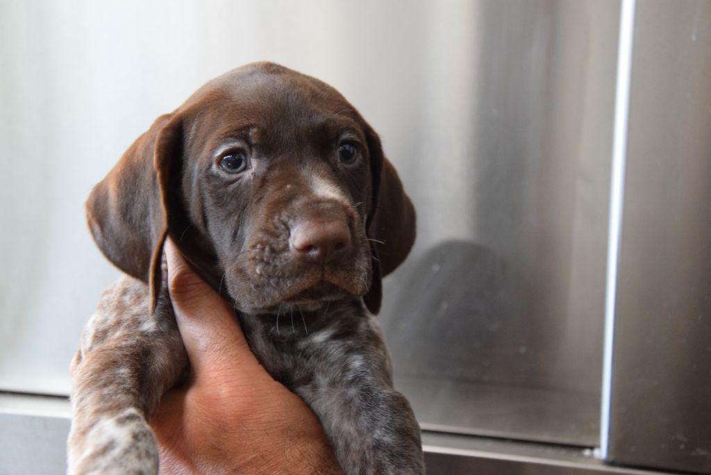 du Bois Feuraz - Chiots disponibles - Braque allemand à poil court