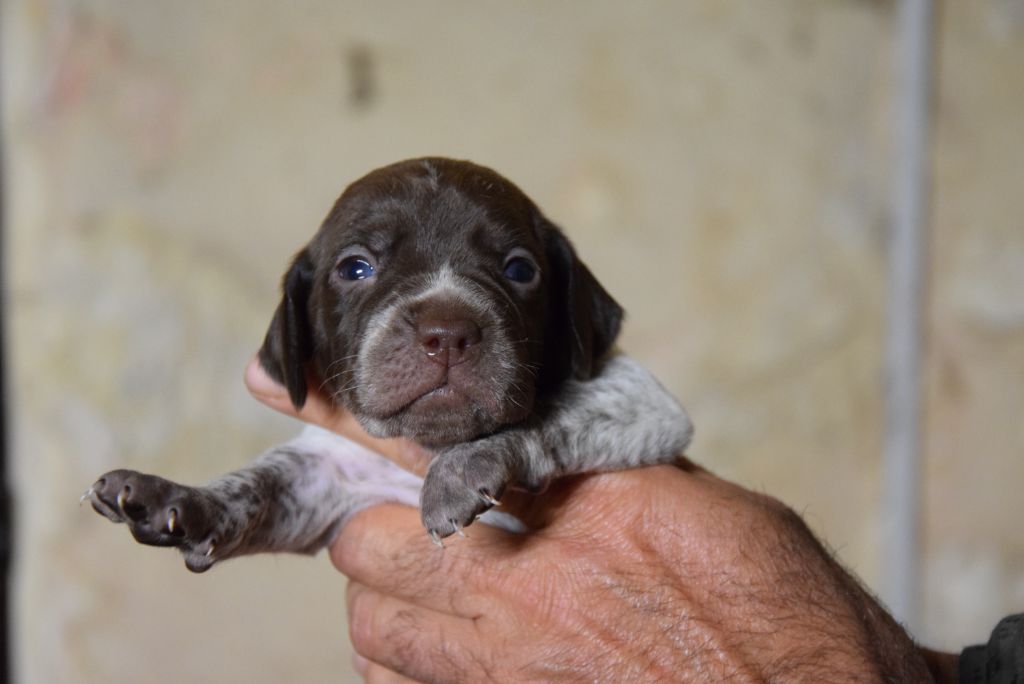 du Bois Feuraz - Chiots disponibles - Braque français, type Pyrenees (petite taille)