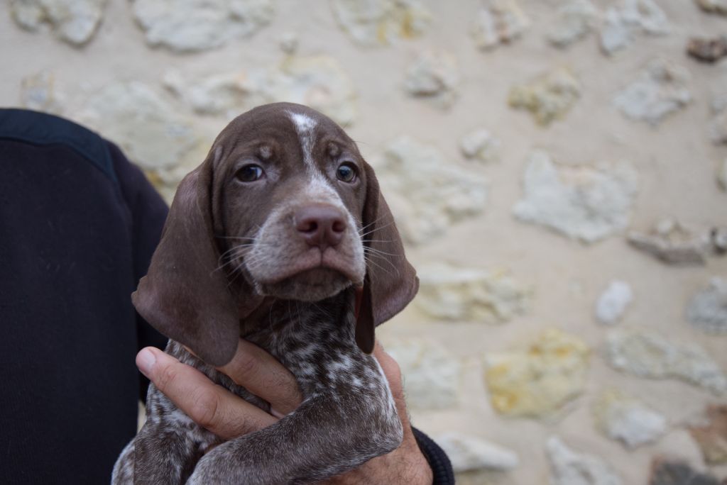 du Bois Feuraz - Chiots disponibles - Braque français, type Pyrenees (petite taille)