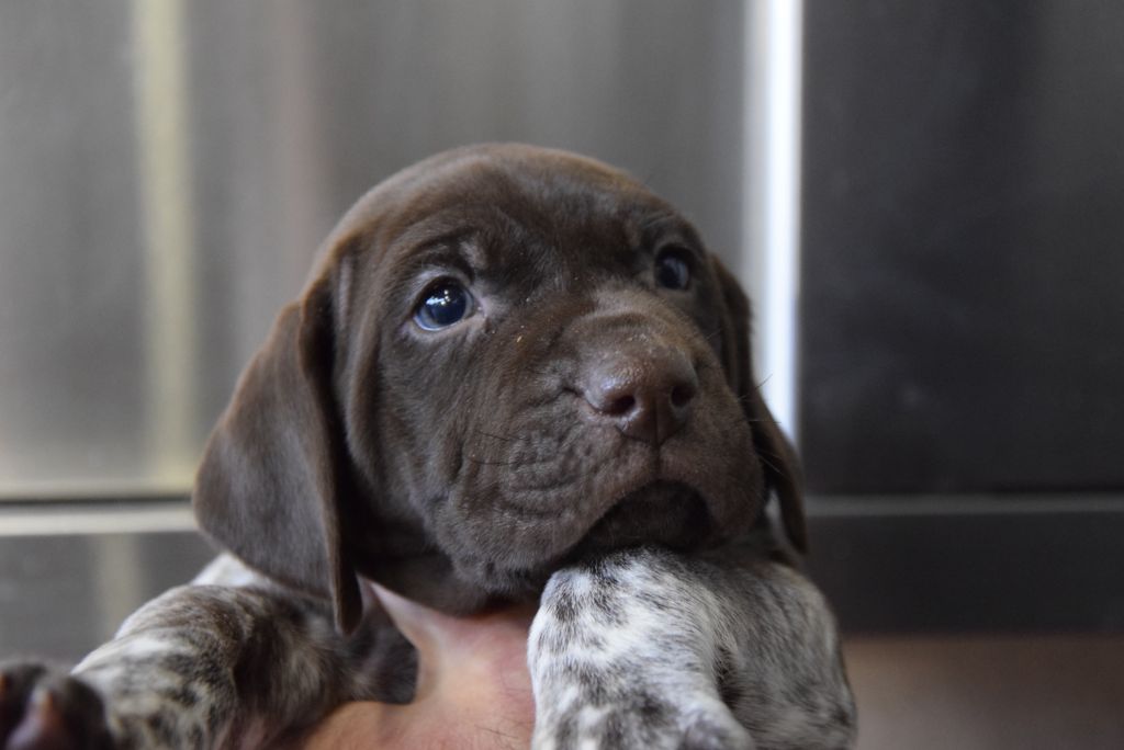 du Bois Feuraz - Chiots disponibles - Braque allemand à poil court