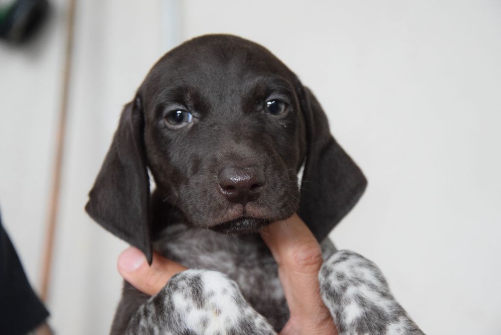 du Bois Feuraz - Chiots disponibles - Braque allemand à poil court