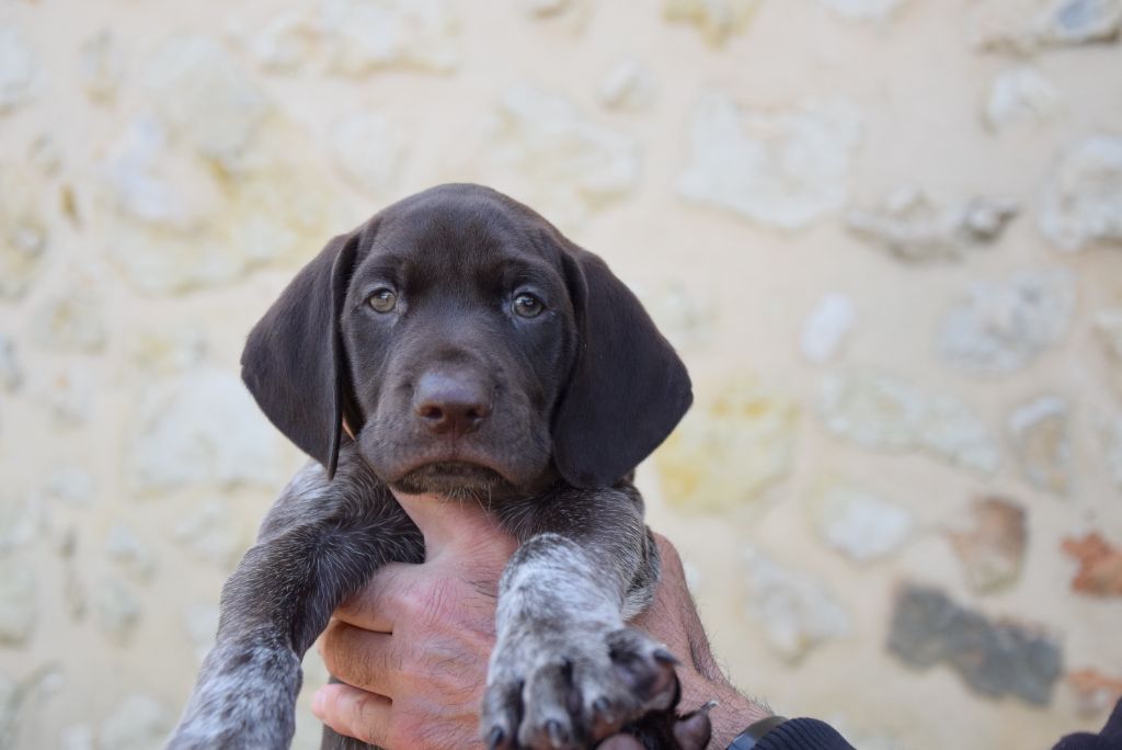du Bois Feuraz - Chiots disponibles - Braque allemand à poil court