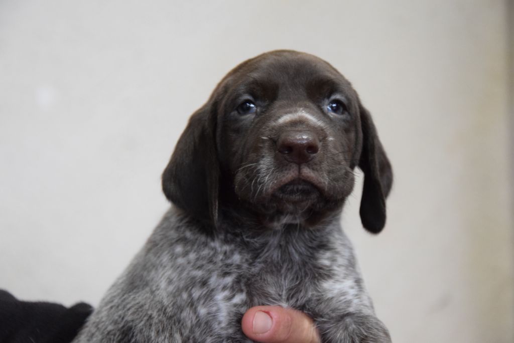 du Bois Feuraz - Chiots disponibles - Braque allemand à poil court