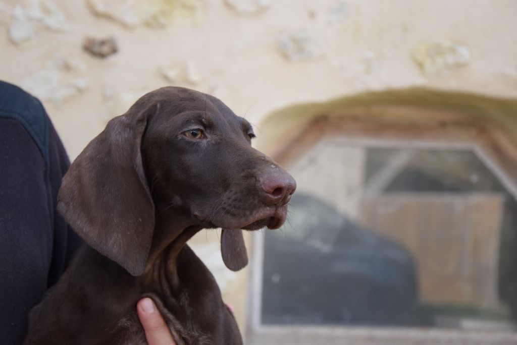 du Bois Feuraz - Chiots disponibles - Braque allemand à poil court