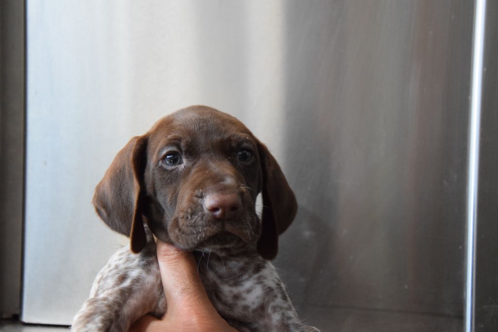 du Bois Feuraz - Chiots disponibles - Braque allemand à poil court