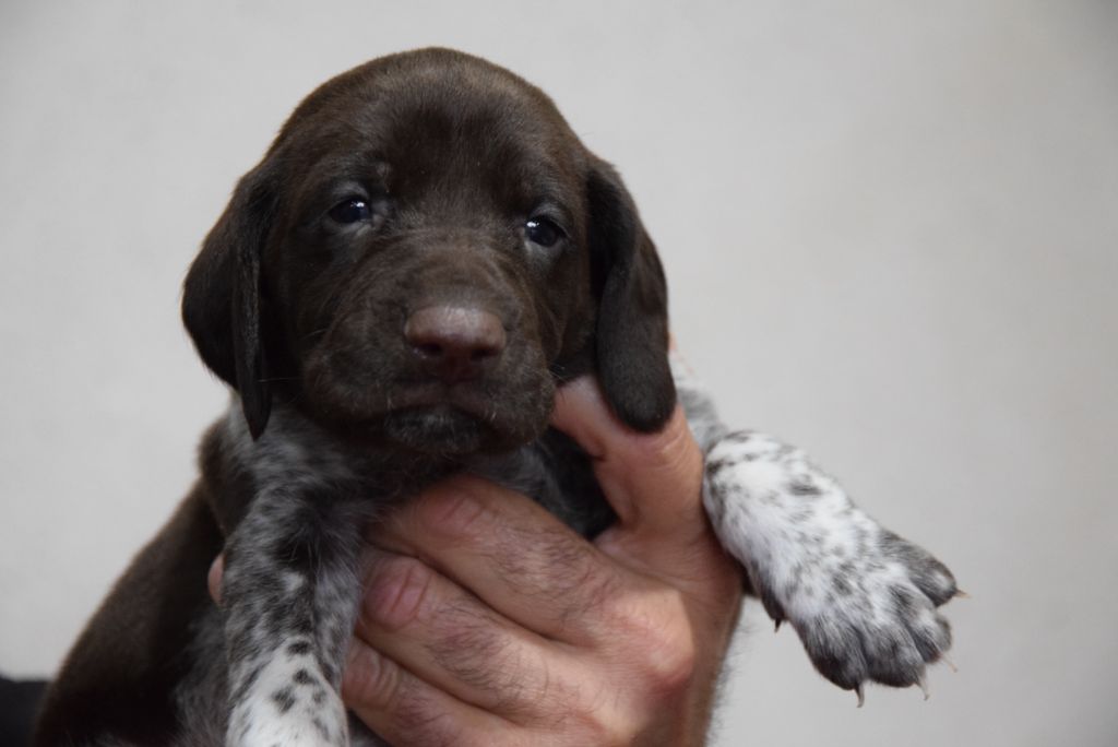 du Bois Feuraz - Chiots disponibles - Braque allemand à poil court